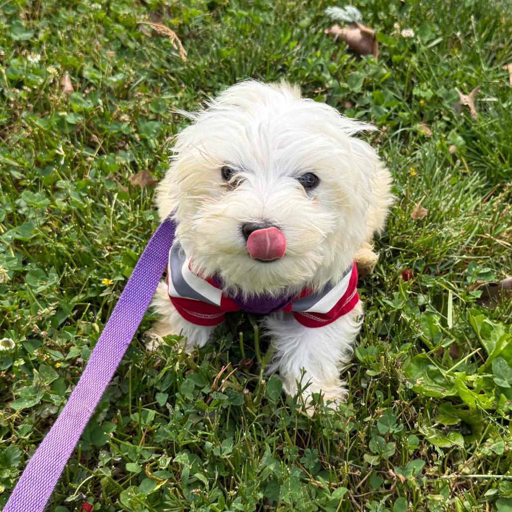 Cartman aka Carti, a Adoptable Maltese in Sinking Spring, PA image 3/6
