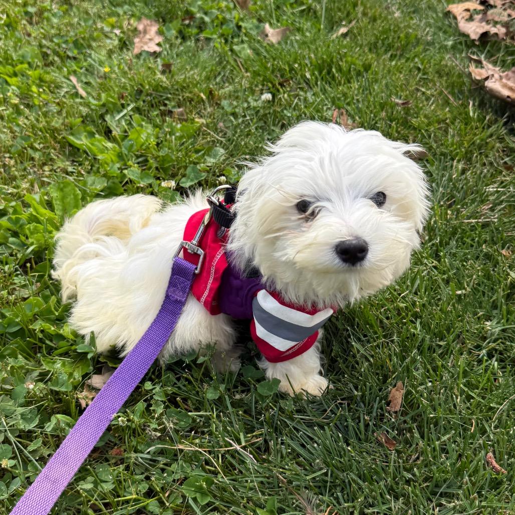 Cartman aka Carti, a Adoptable Maltese in Sinking Spring, PA image 6/6