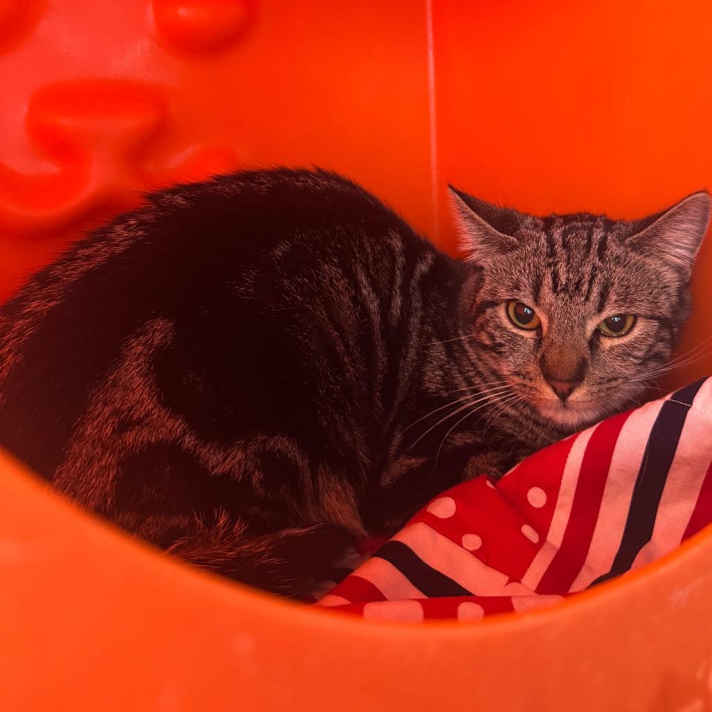 Mable, Adoptable, Young Female Domestic Short Hair.