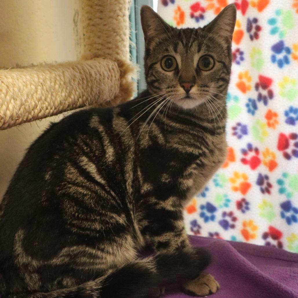 Mable, a Adoptable Domestic Short Hair in Waukesha, WI image 2/4