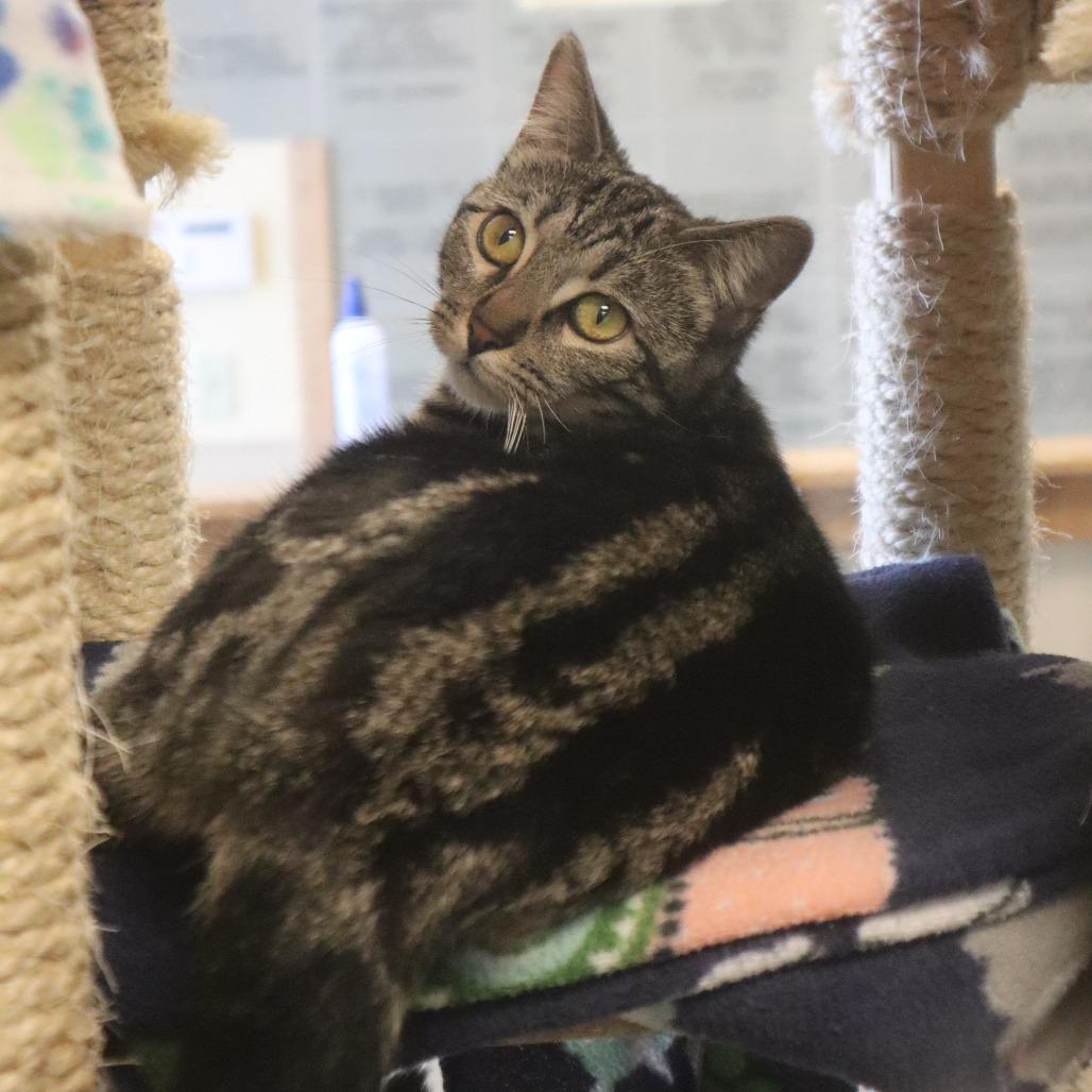 Mable, a Adoptable Domestic Short Hair in Waukesha, WI image 3/4