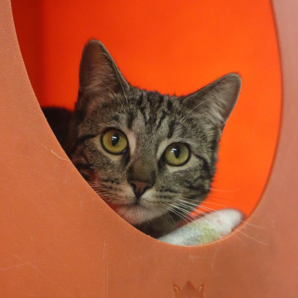 Mable, a Adoptable Domestic Short Hair in Waukesha, WI image 4/4