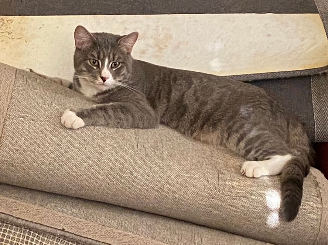 Max, a Adoptable mixed breed in Charlotte, NC image 1/2