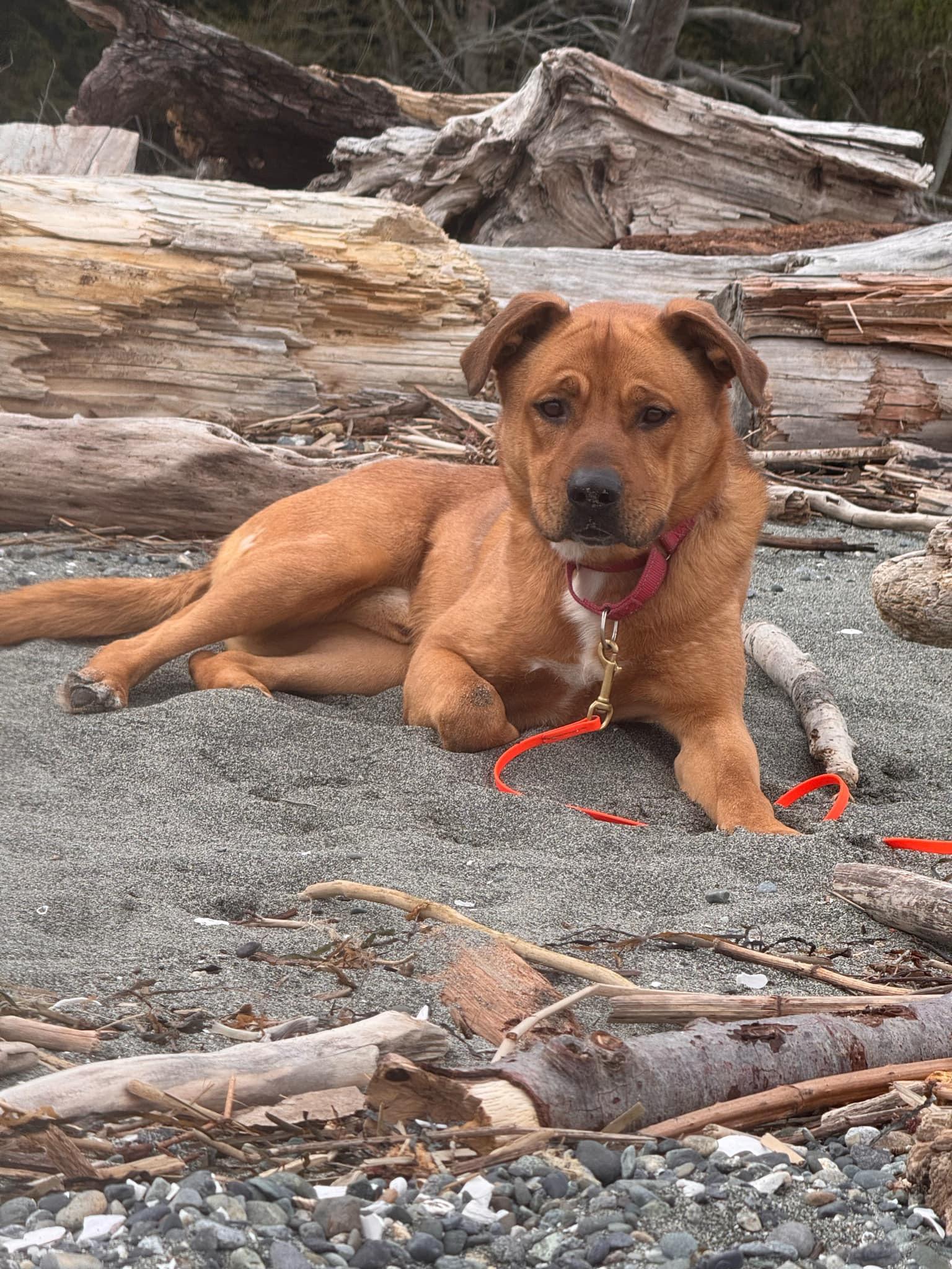 Bear (in Foster), Adoptable, Adult Male Labrador Retriever & Rottweiler.