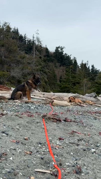 Enlarge Bear (in Foster), a Adoptable mixed breed in Clinton, WA video 3/3