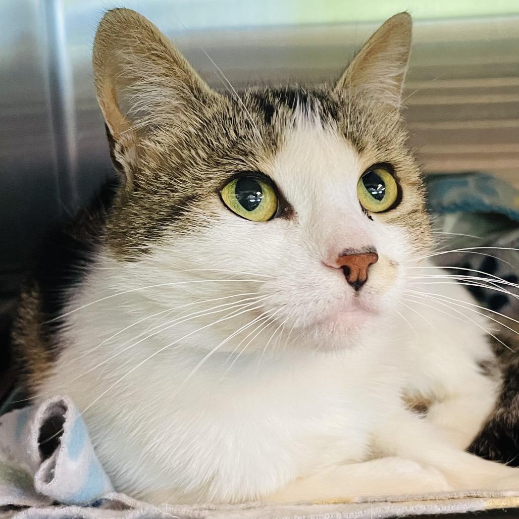 Ladybug, Adoptable, Adult Female Domestic Short Hair.