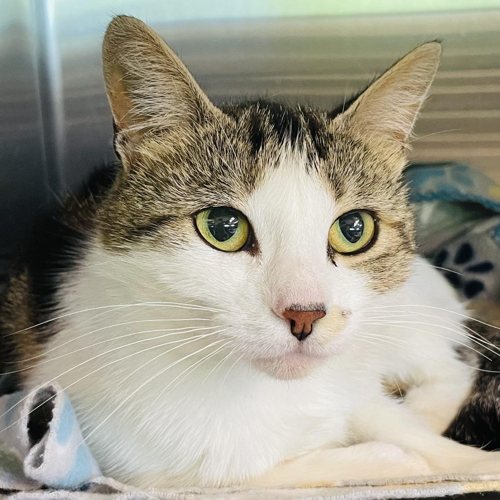 Ladybug, a Adoptable Domestic Short Hair in Columbia Station, OH image 2/6