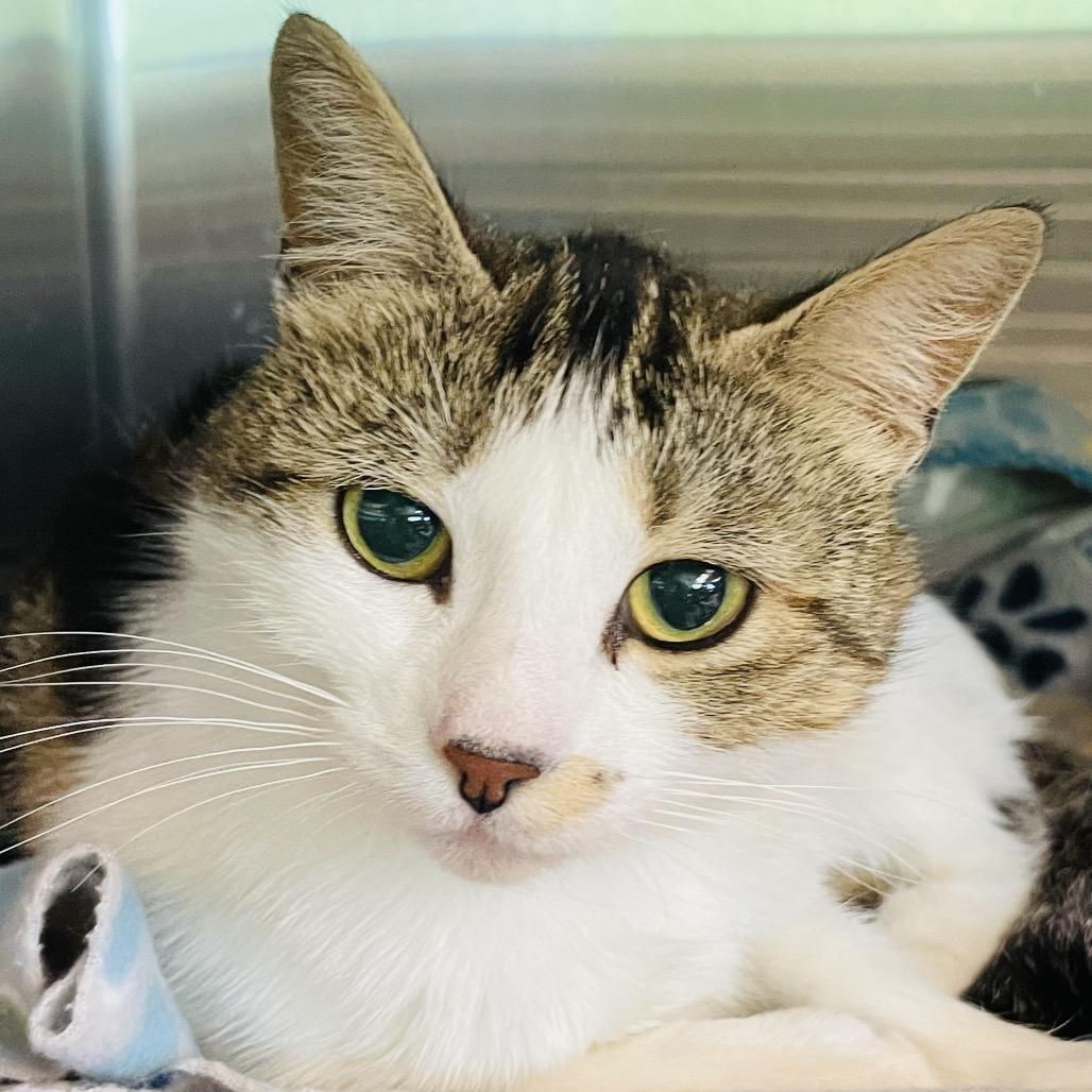 Ladybug, a Adoptable Domestic Short Hair in Columbia Station, OH image 3/6