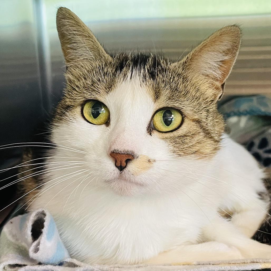 Ladybug, a Adoptable Domestic Short Hair in Columbia Station, OH image 4/6