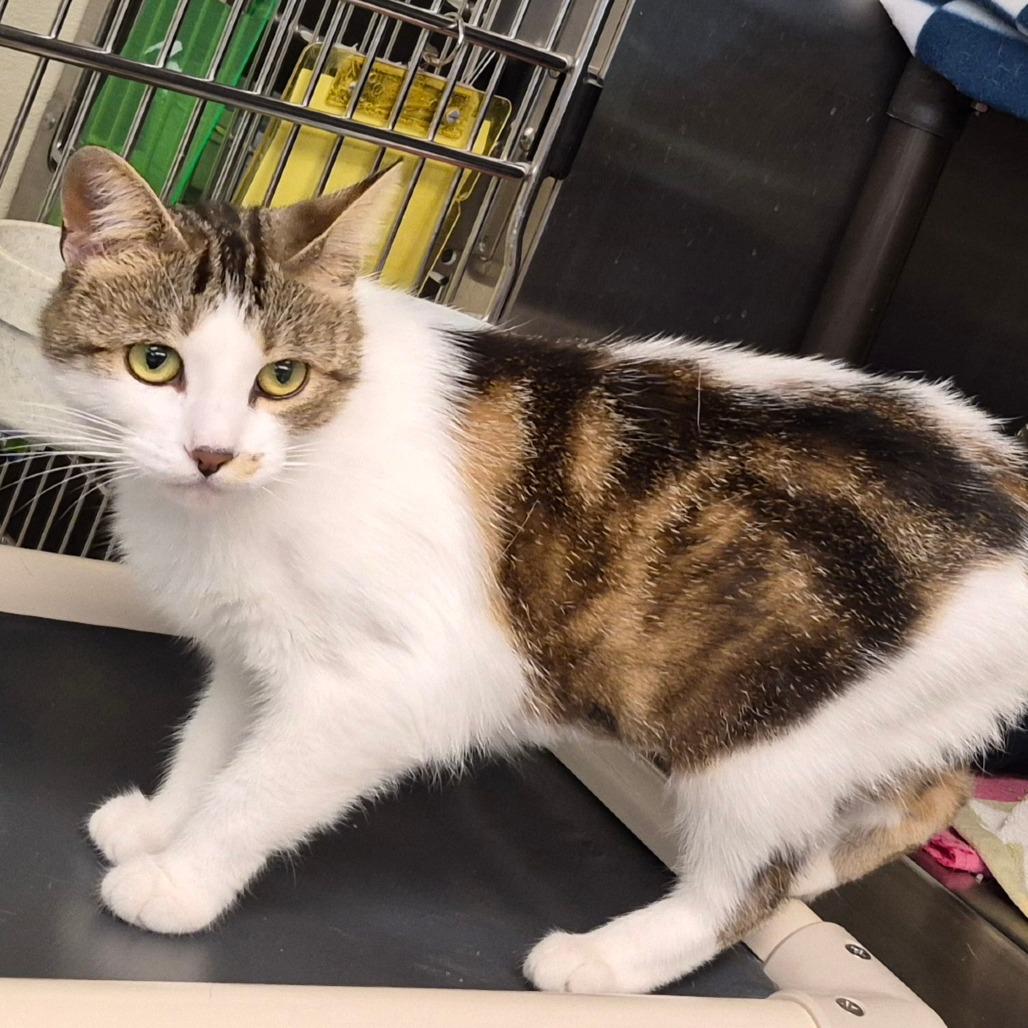 Ladybug, a Adoptable Domestic Short Hair in Columbia Station, OH image 5/6