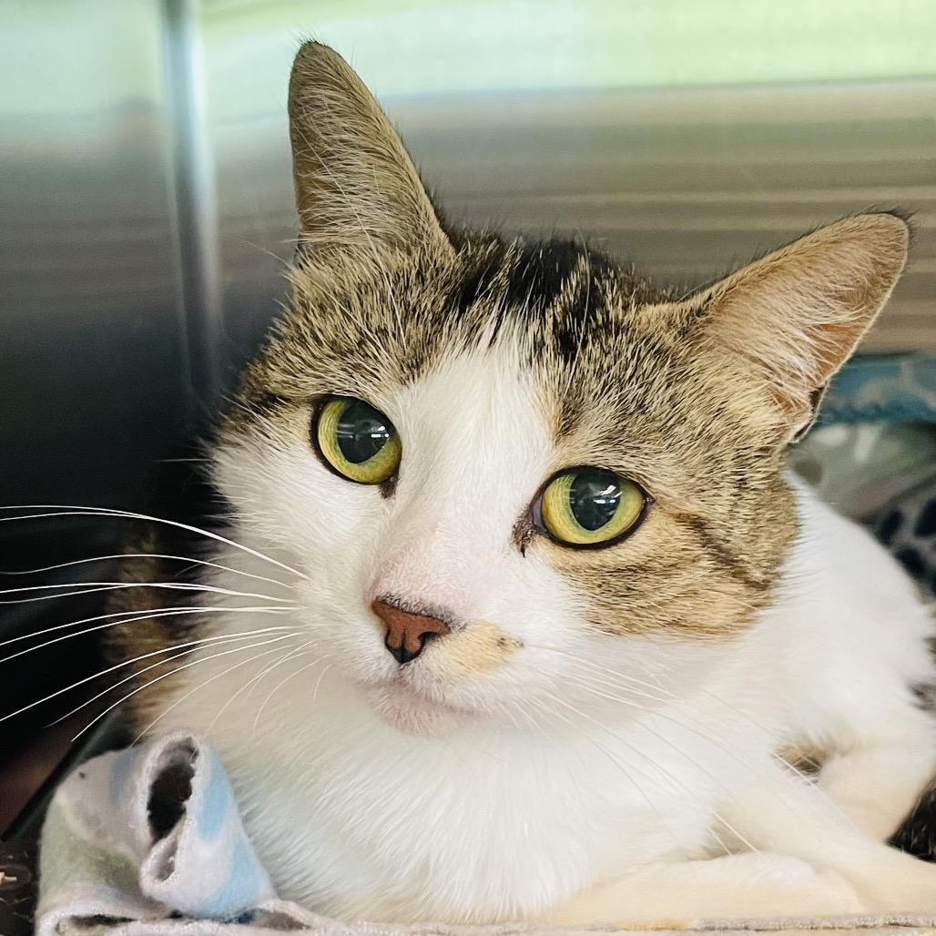Ladybug, a Adoptable Domestic Short Hair in Columbia Station, OH image 6/6