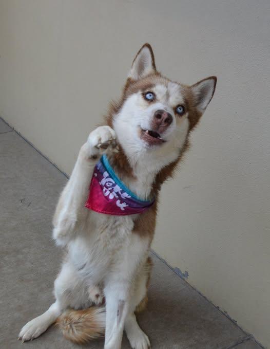 Obi, Adopted, Young Male Husky.