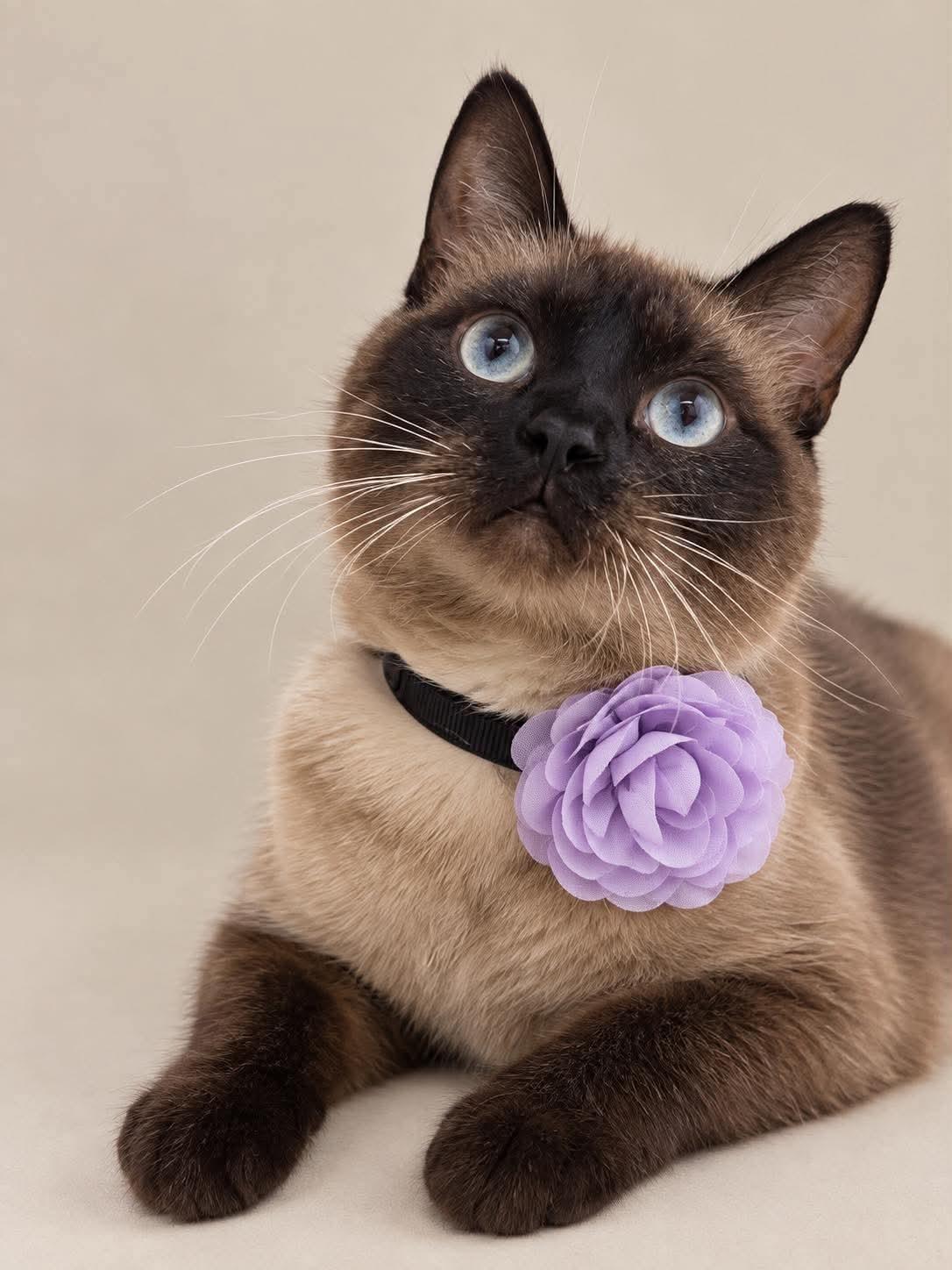 Enlarge Estelle, a Adoptable Siamese in Vinton, IA image 2/2