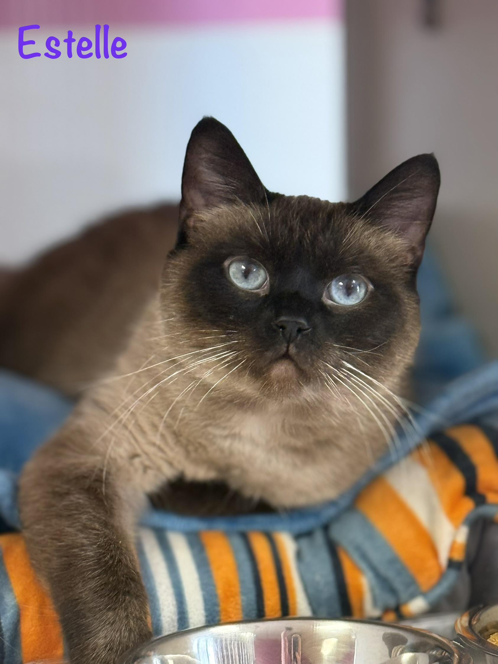 Enlarge Estelle, a Adoptable Siamese in Vinton, IA image 1/2
