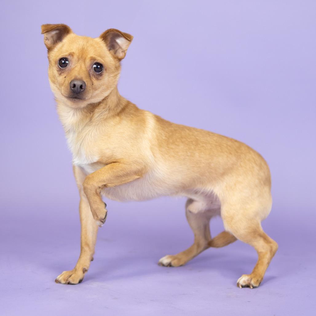 Ozzy, Adoptable, Senior Male Chihuahua.