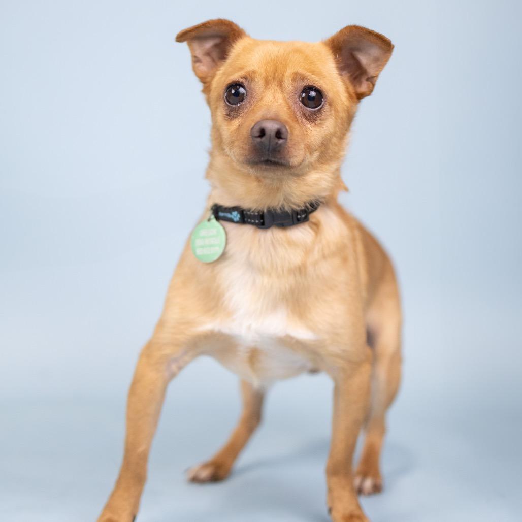 Ozzy, a Adoptable Chihuahua in Portland, OR image 2/2