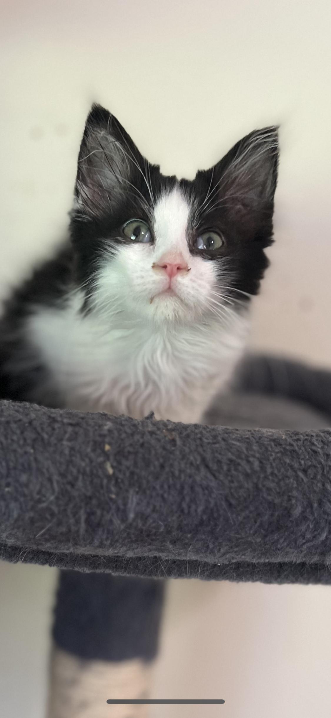 Oreo