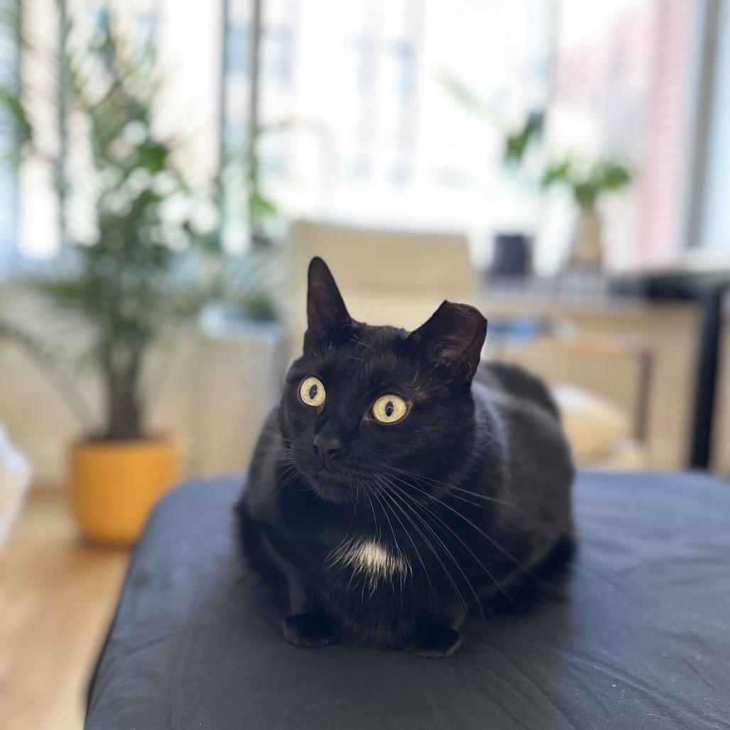 Enlarge Carrie, a Adoptable Domestic Short Hair in Middle Village, NY image 1/6