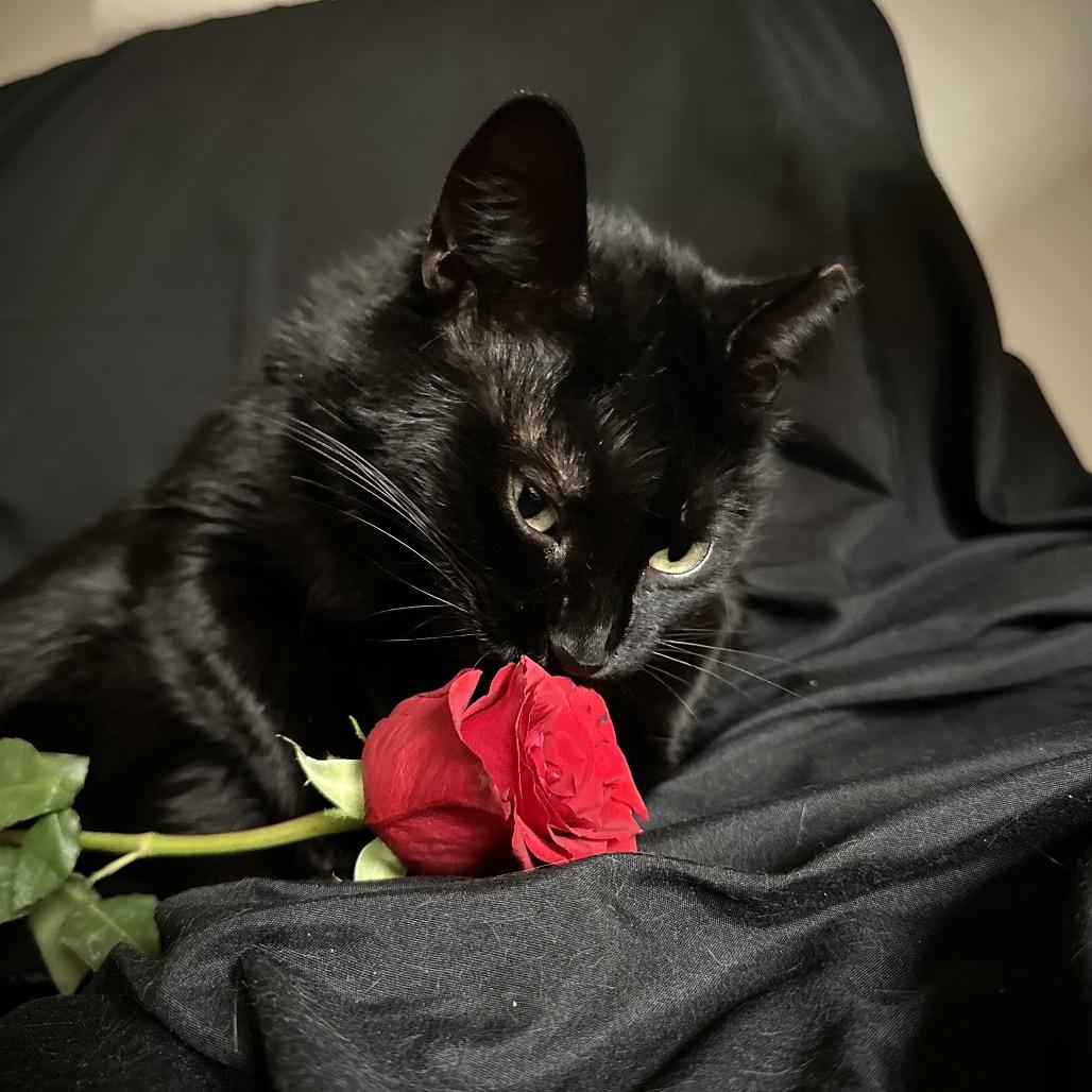 Enlarge Carrie, a Adoptable Domestic Short Hair in Middle Village, NY image 2/6