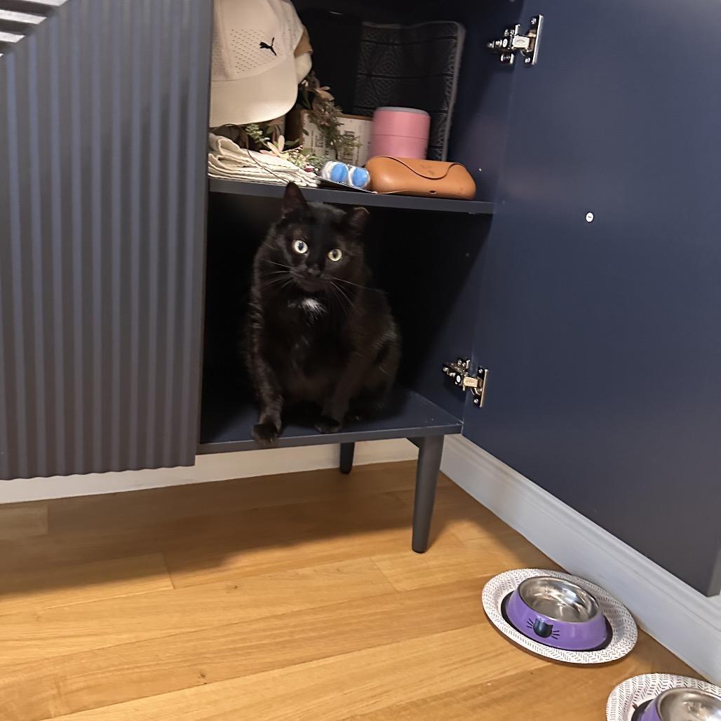 Enlarge Carrie, a Adoptable Domestic Short Hair in Middle Village, NY image 3/6