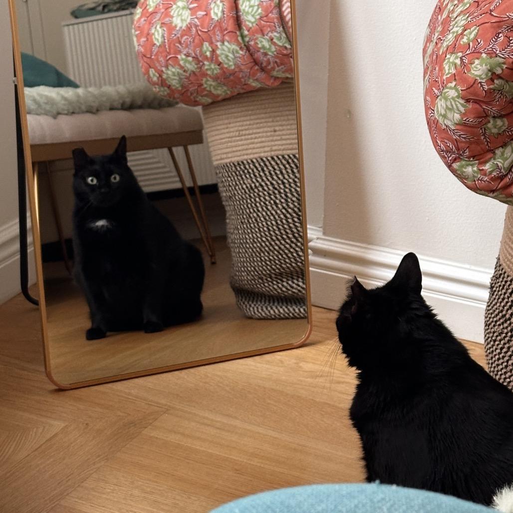 Enlarge Carrie, a Adoptable Domestic Short Hair in Middle Village, NY image 4/6