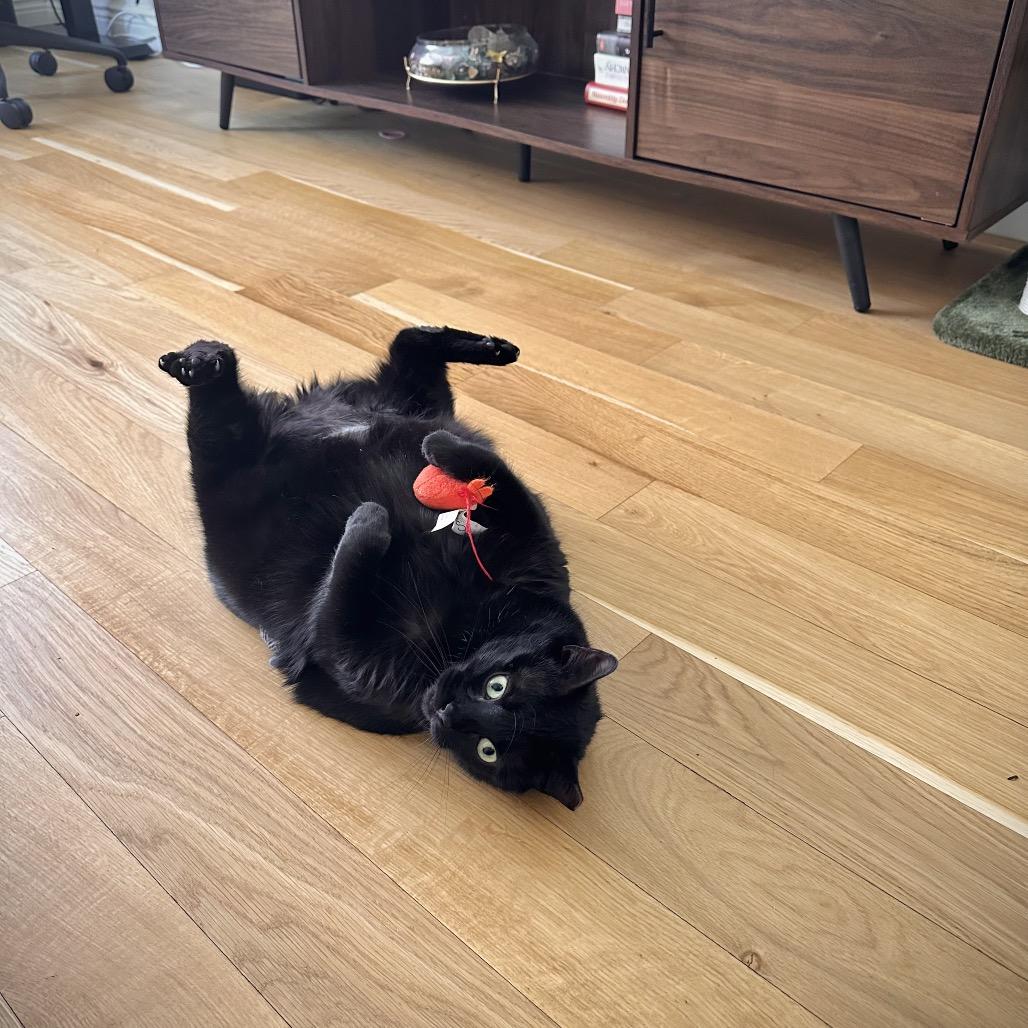 Enlarge Carrie, a Adoptable Domestic Short Hair in Middle Village, NY image 5/6