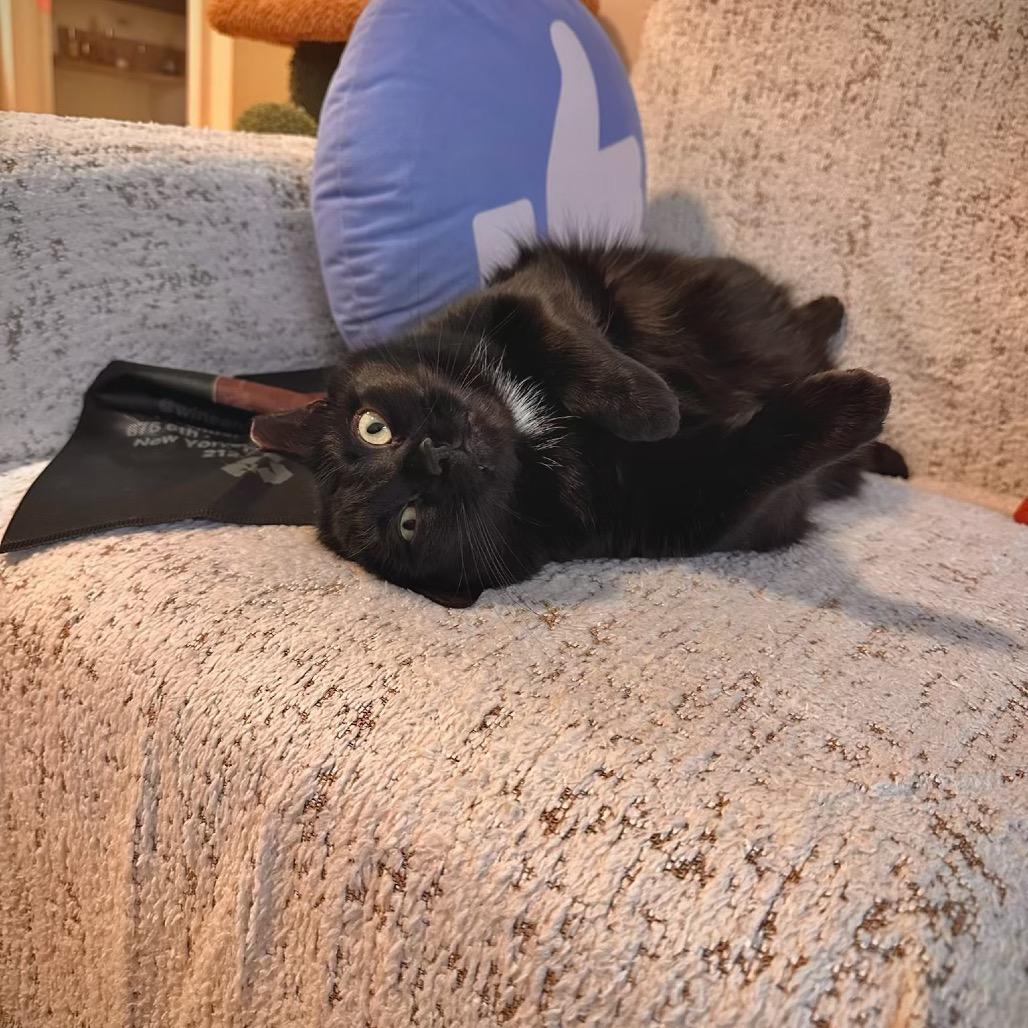 Enlarge Carrie, a Adoptable Domestic Short Hair in Middle Village, NY image 6/6