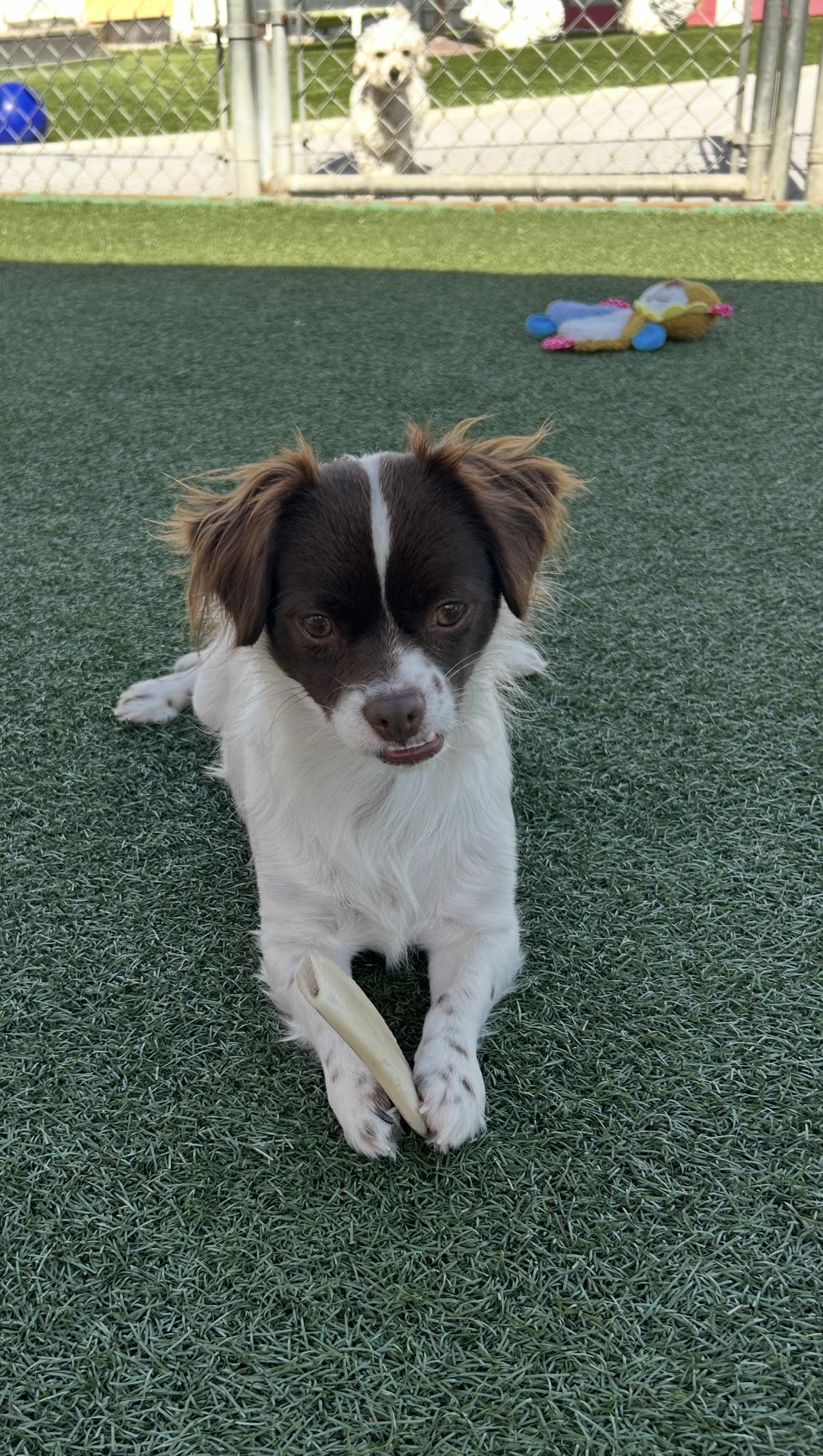 Enlarge Bentley, a ADOPTABLE mixed breed in Gardena, CA image 3/3