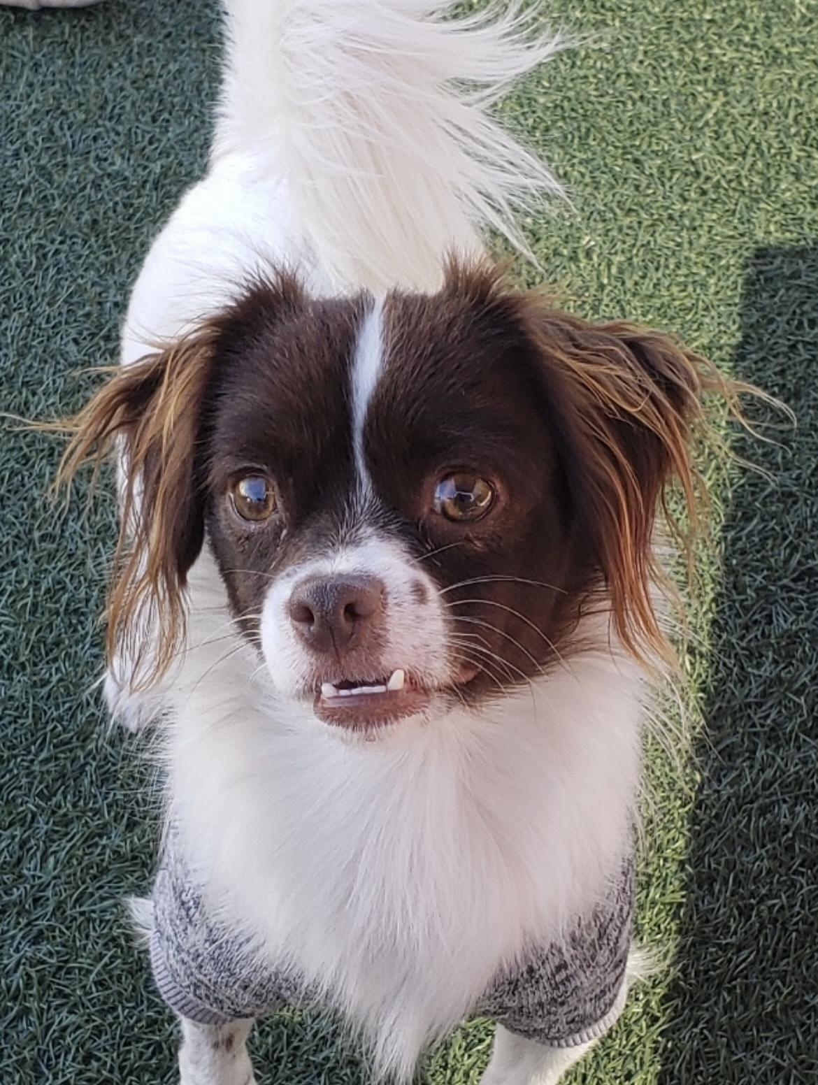 Enlarge Bentley, a ADOPTABLE mixed breed in Gardena, CA image 1/3