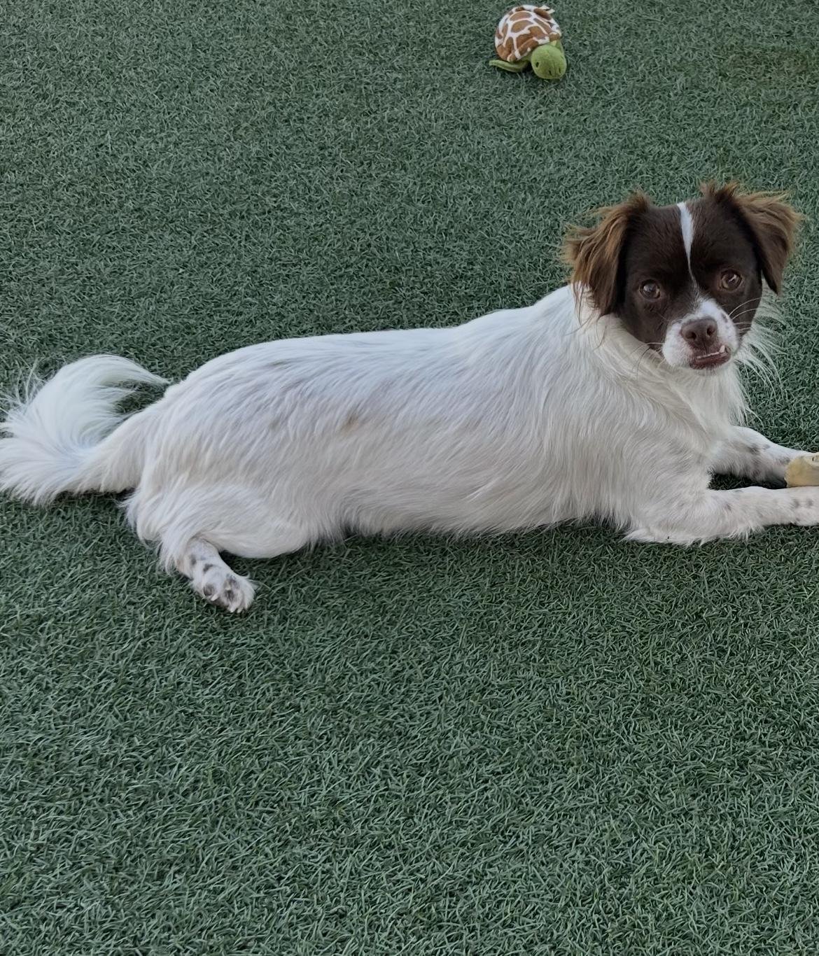 Enlarge Bentley, a ADOPTABLE mixed breed in Gardena, CA image 2/3