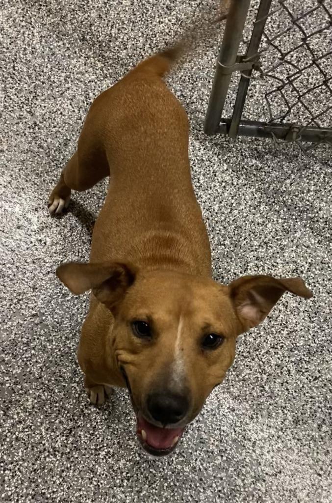 Twinkie, ADOPTABLE, Adult Female Black and Tan Coonhound.