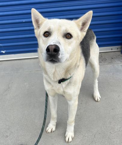 Enlarge Pookie -- URGENT! LONGTIME RESIDENT!, an adopted mixed breed in Thousand Oaks, CA image 1/1