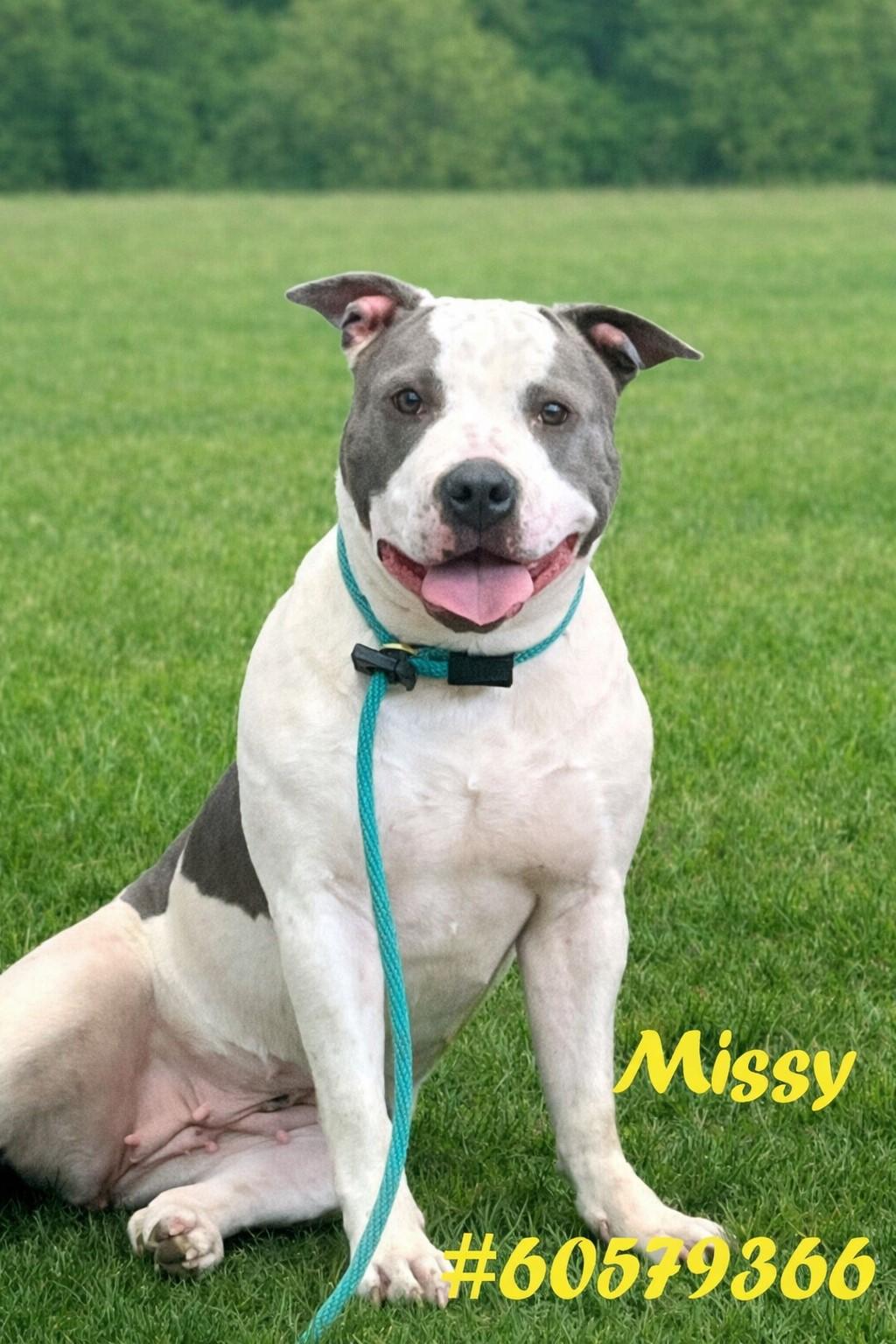 Missy, ADOPTABLE, Adult Female Pit Bull Terrier.