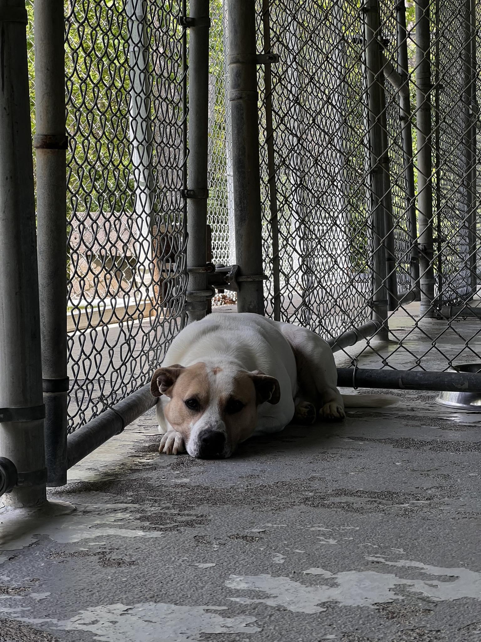 Jax, ADOPTABLE, Adult Male Mixed Breed.