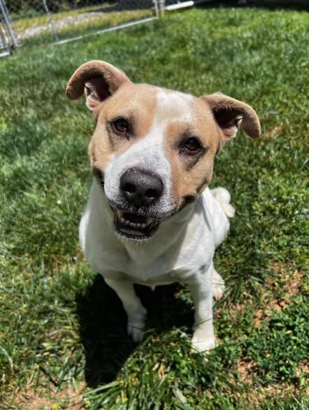 Enlarge Jax, a ADOPTABLE Mixed Breed in Pearisburg, VA image 2/2