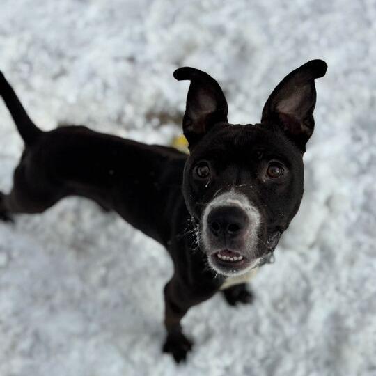 Enlarge Green Bean, a Adoptable American Staffordshire Terrier in Grand Rapids, MI image 1/3