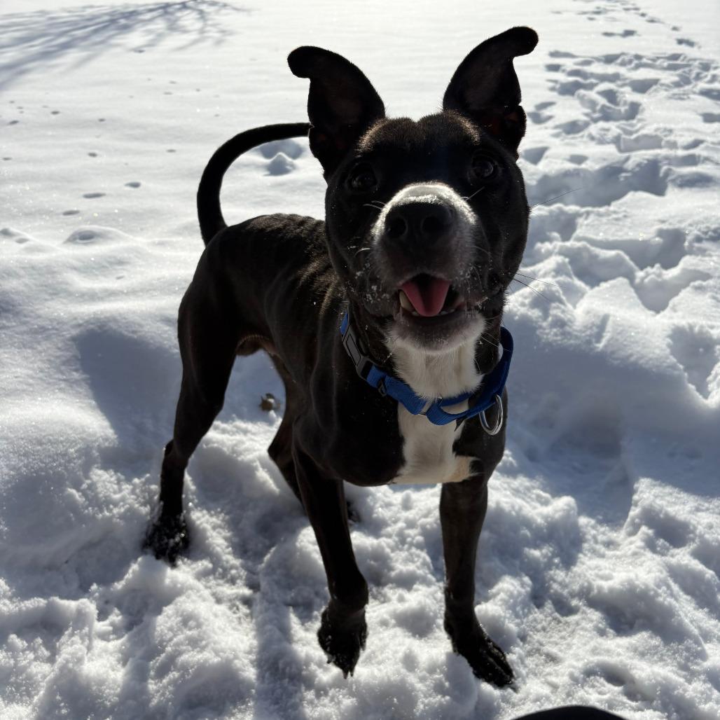 Enlarge Green Bean, a Adoptable American Staffordshire Terrier in Grand Rapids, MI image 2/3
