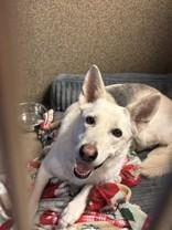 Enlarge Bella, a ADOPTABLE mixed breed in Blue Springs, MO image 2/2