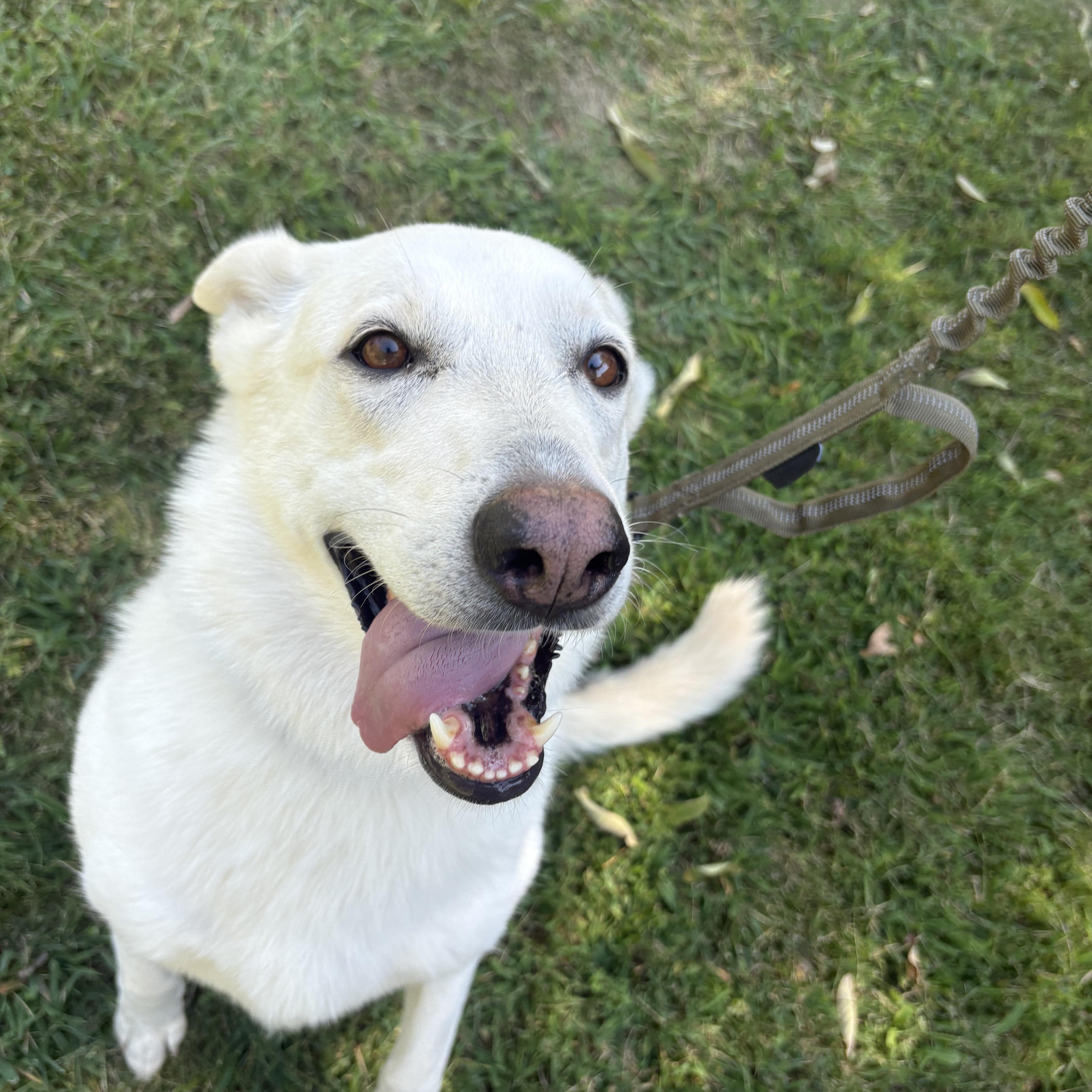 Bella, ADOPTABLE, Adult Female German Shepherd Dog.