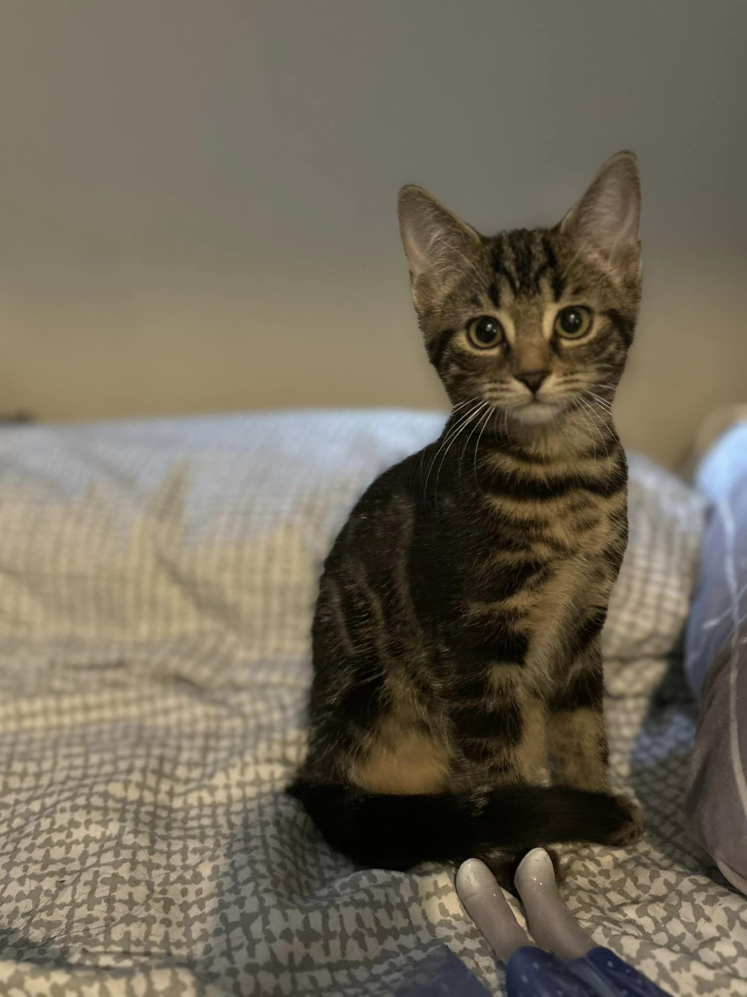 ELoise