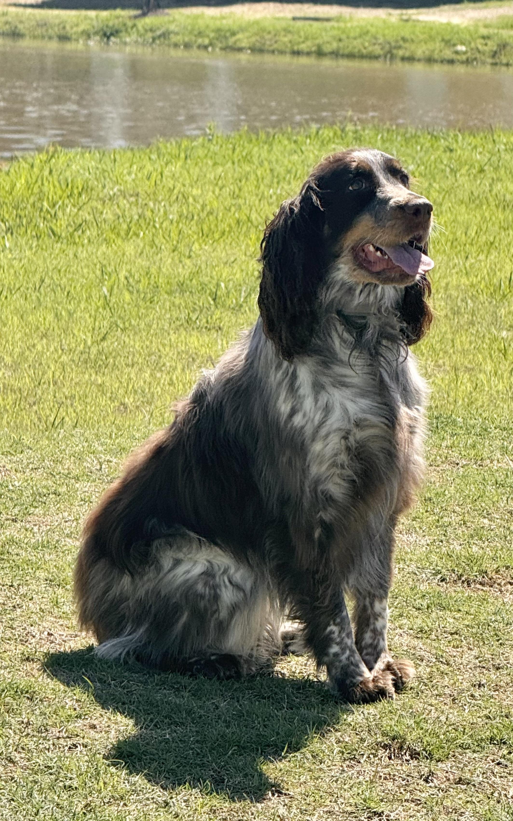 Enlarge Sophie Belle, an adopted English Springer Spaniel in Baker, LA image 2/6