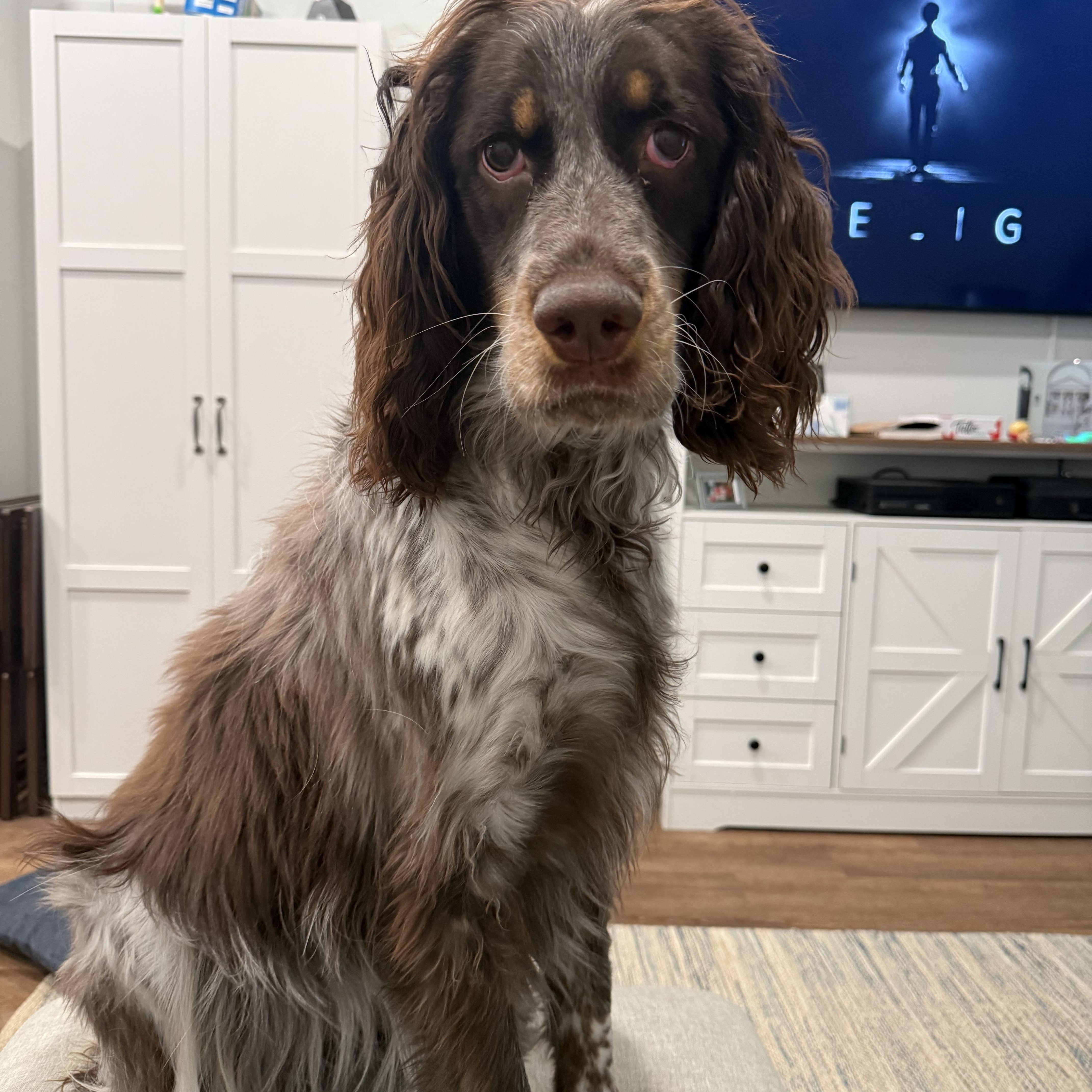 Enlarge Sophie Belle, an adopted English Springer Spaniel in Baker, LA image 3/6