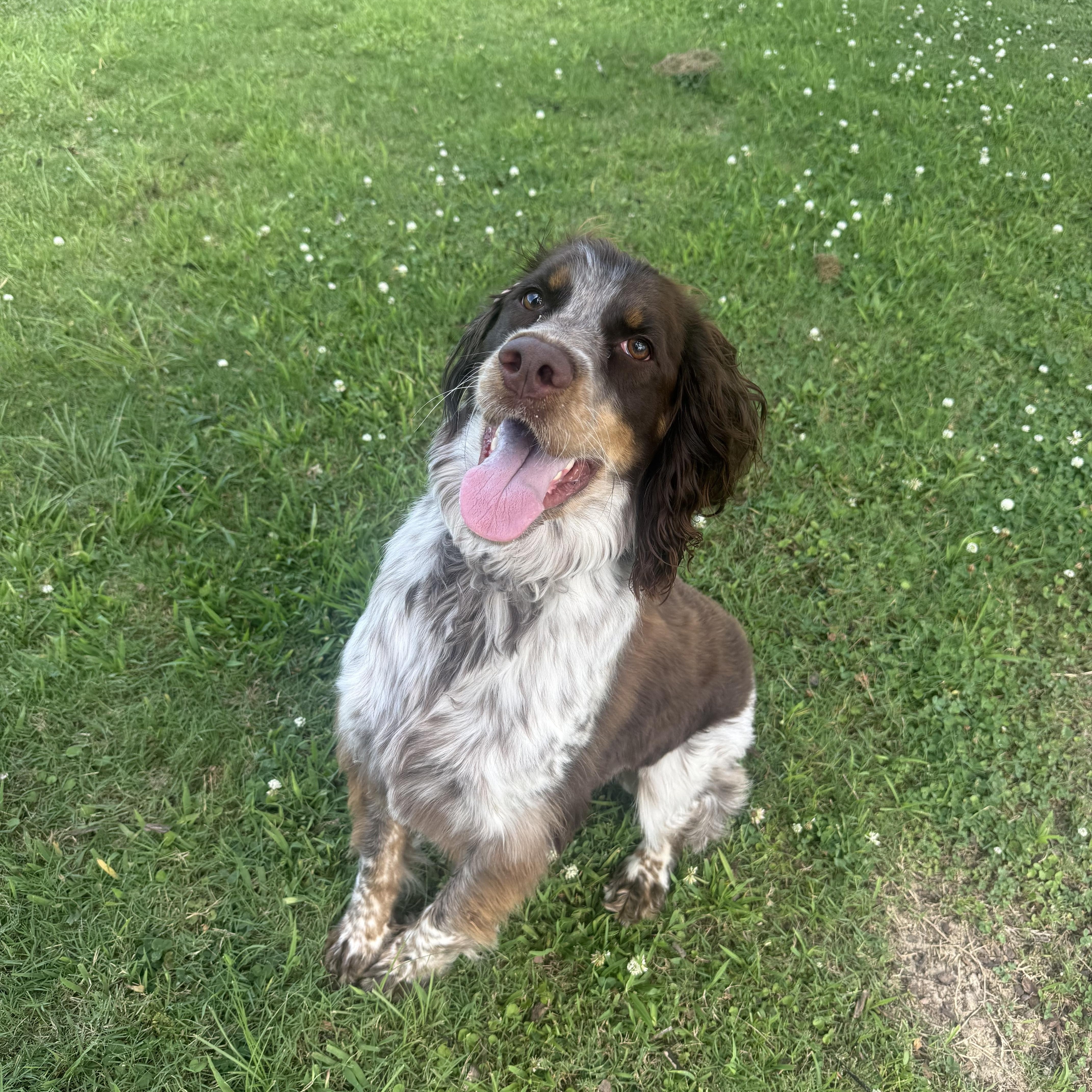 Sophie Belle, adopted, Adult Female English Springer Spaniel.