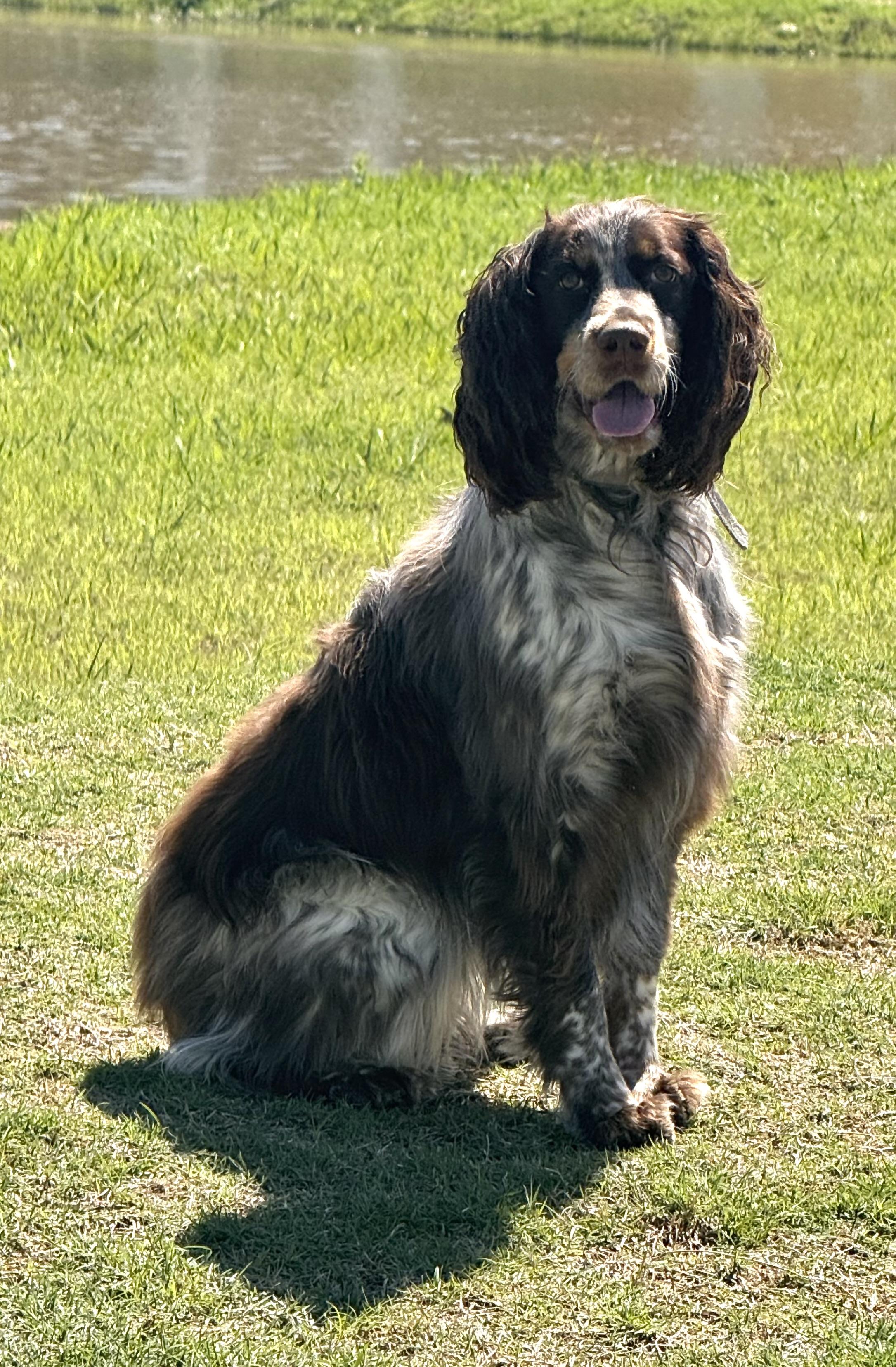 Enlarge Sophie Belle, an adopted English Springer Spaniel in Baker, LA image 4/6