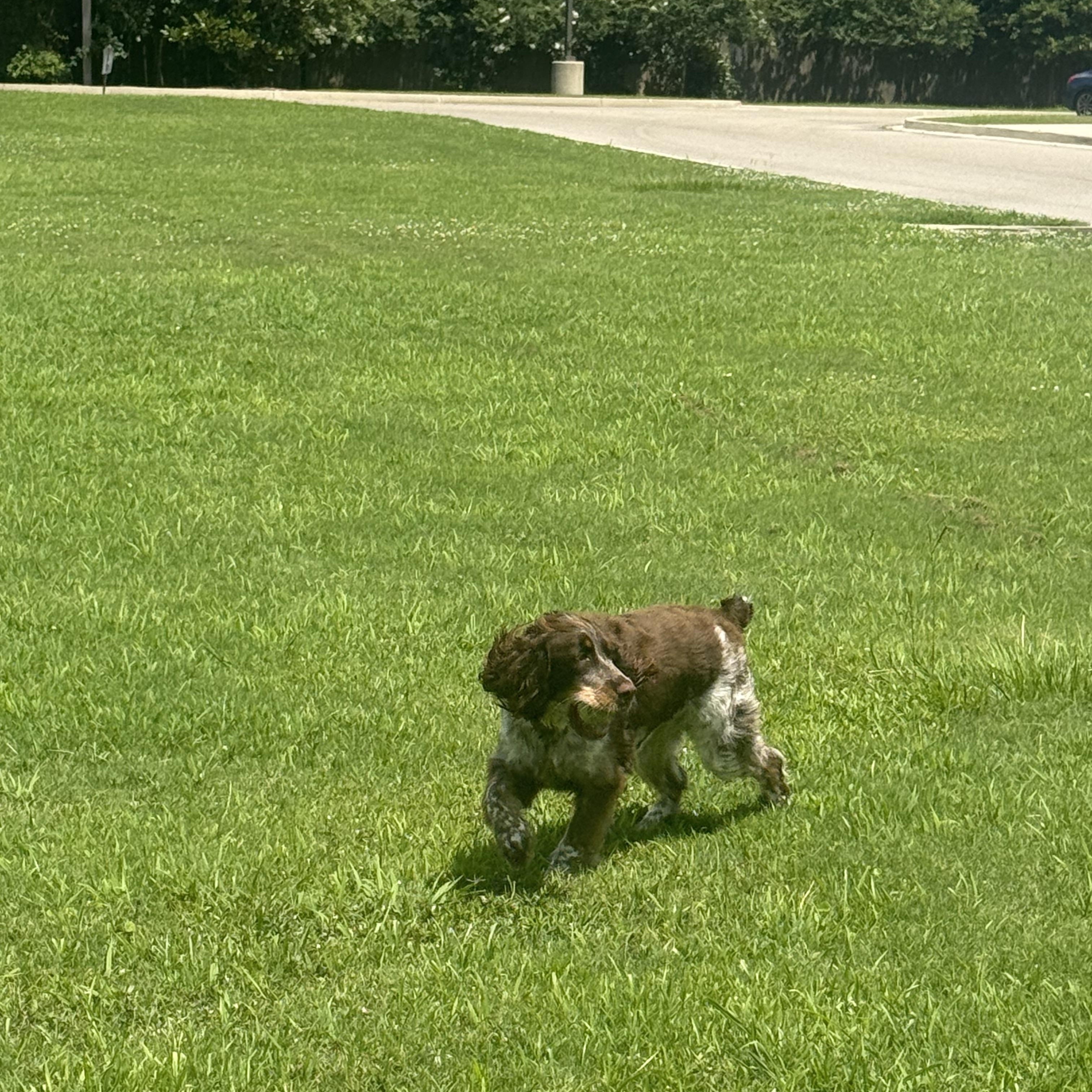 Enlarge Sophie Belle, an adopted English Springer Spaniel in Baker, LA image 5/6
