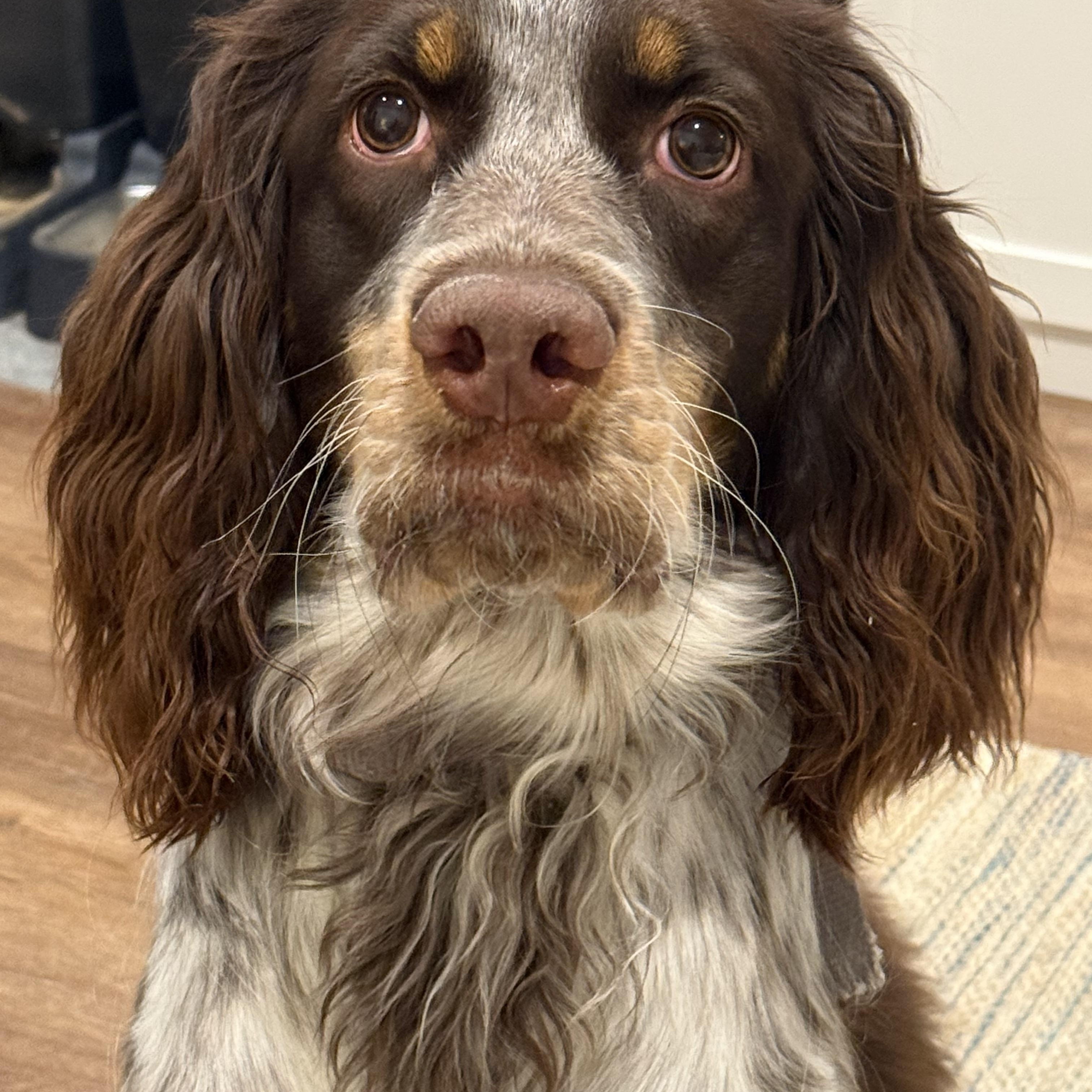 Enlarge Sophie Belle, an adopted English Springer Spaniel in Baker, LA image 6/6