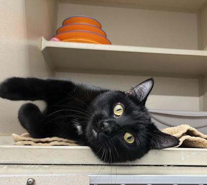 Enlarge Viper, a Adoptable mixed breed in Humboldt, IA image 2/2