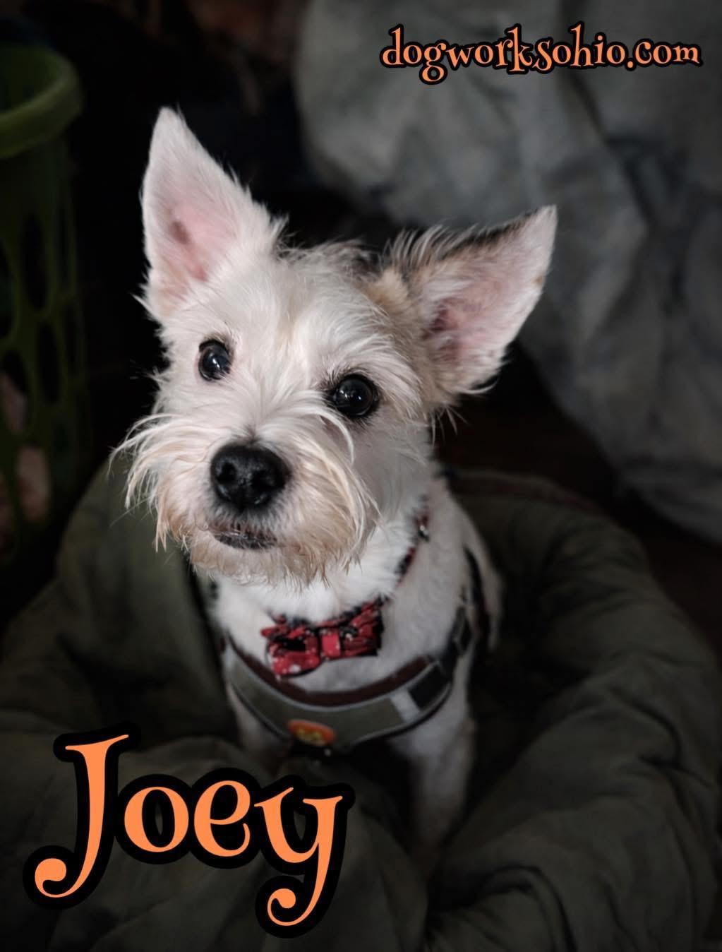 Joey, Adoptable, Adult Male Mixed Breed.