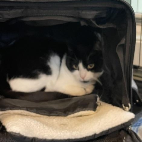 Aurora, a ADOPTABLE Domestic Short Hair in Attleboro, MA image 4/4