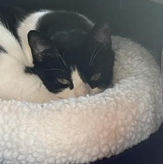 Aurora, a ADOPTABLE Domestic Short Hair in Attleboro, MA image 3/4